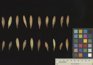 SEED